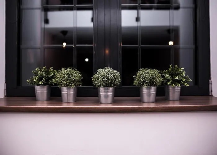 Dream Aparts - Lofty Scheiblera